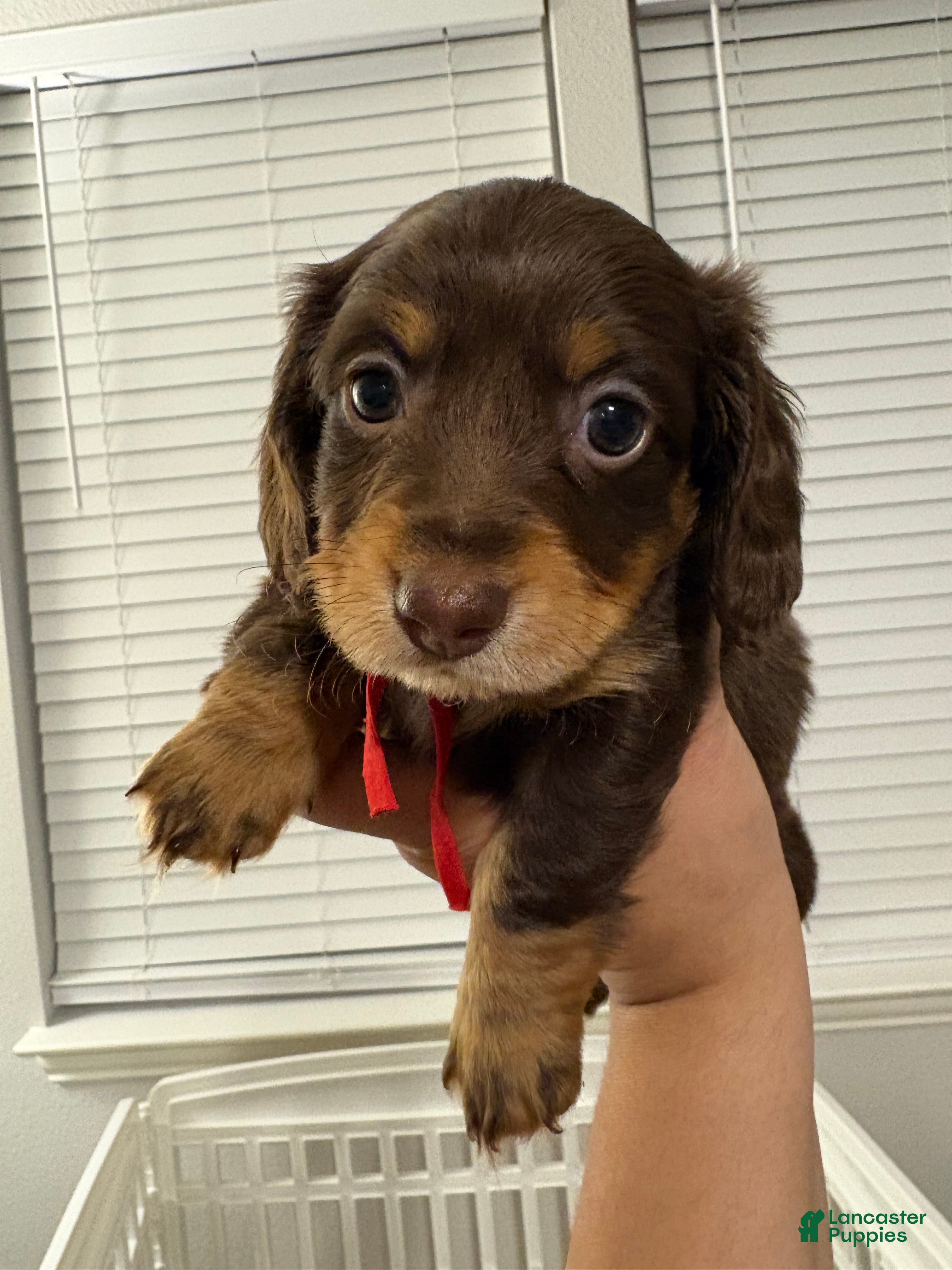 Miniature Dachshund dogs Miniature Dachshund Puppy 5 - Ad 4