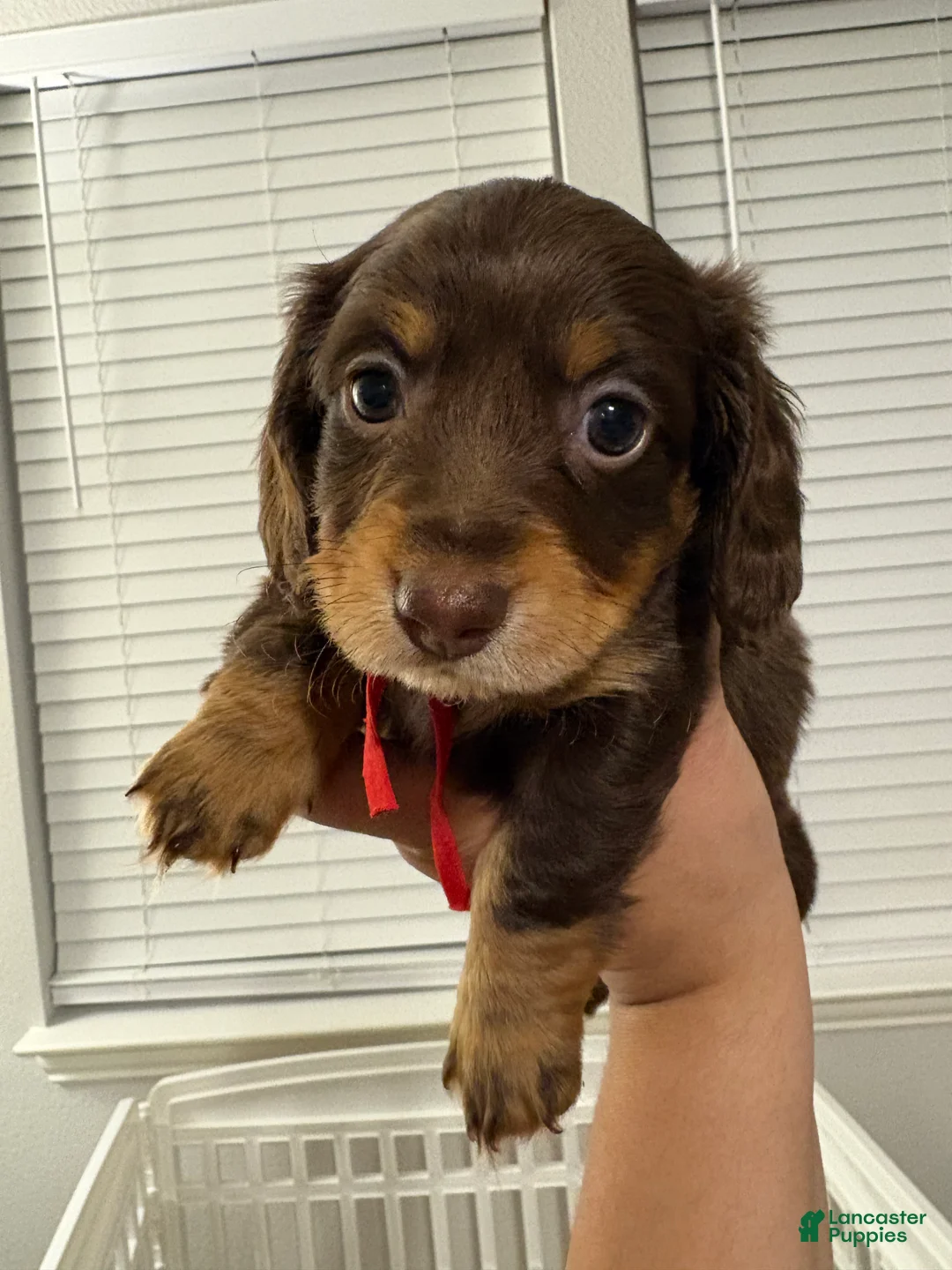 Miniature Dachshund dogs for sale: Miniature Dachshund Puppy 5 - Ad 1