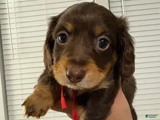 Miniature Dachshund dogs Miniature Dachshund Puppy 5 - Ad 4