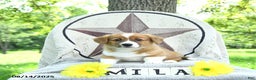 Welsh Corgi Pembroke dogs for sale: Milo - Ad 7