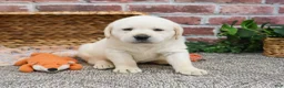 Labrador Retriever dogs for sale: Junior  - Ad 8