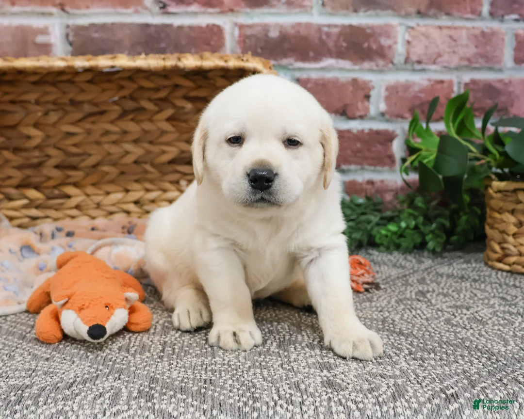 Labrador Retriever dogs for sale: Junior  - Ad 8