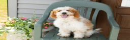 Mini Goldendoodle dogs for sale: Roscoe  - Ad 3