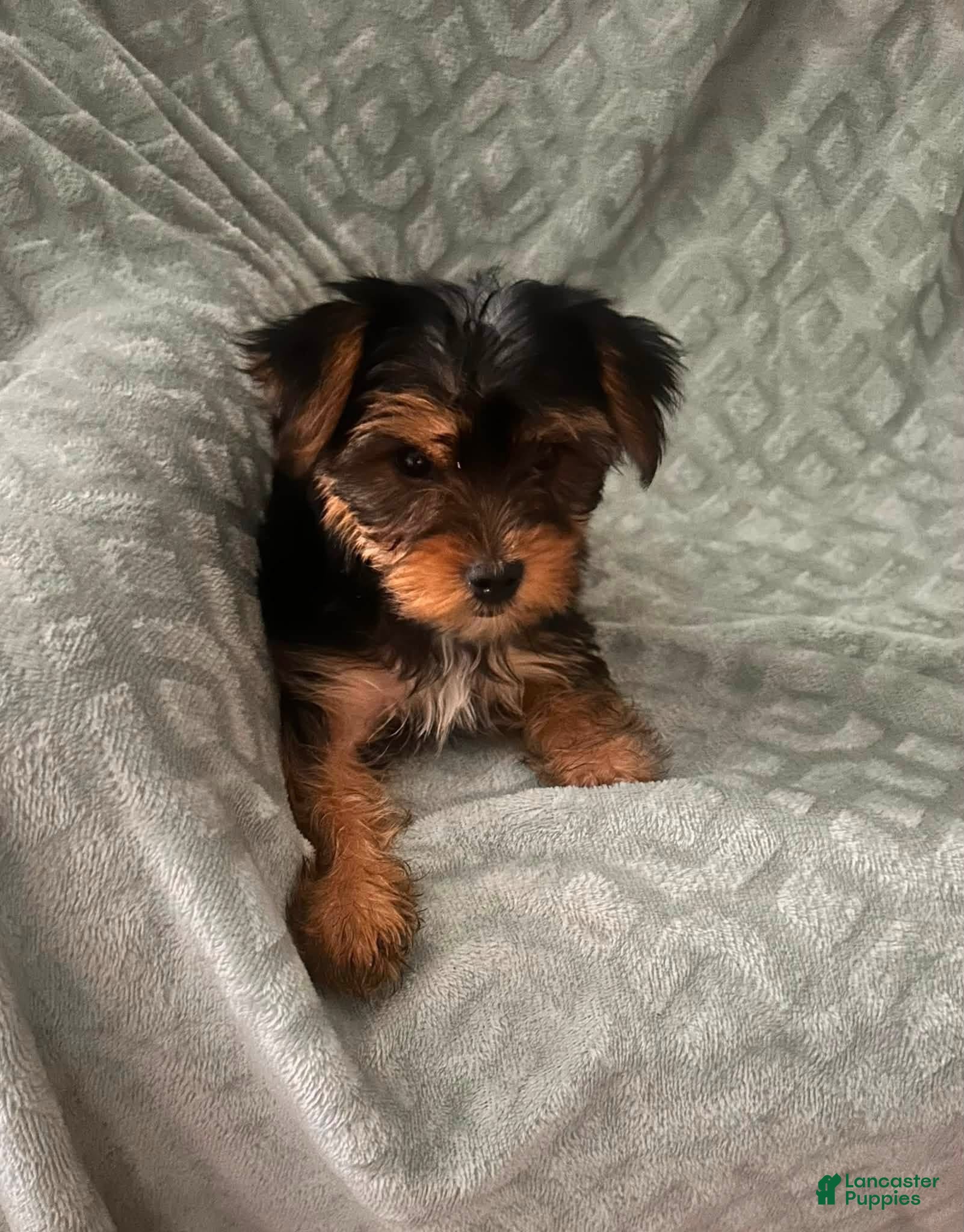 Yorkshire Terrier dogs Yorkshire Terrier 2 - Ad 2