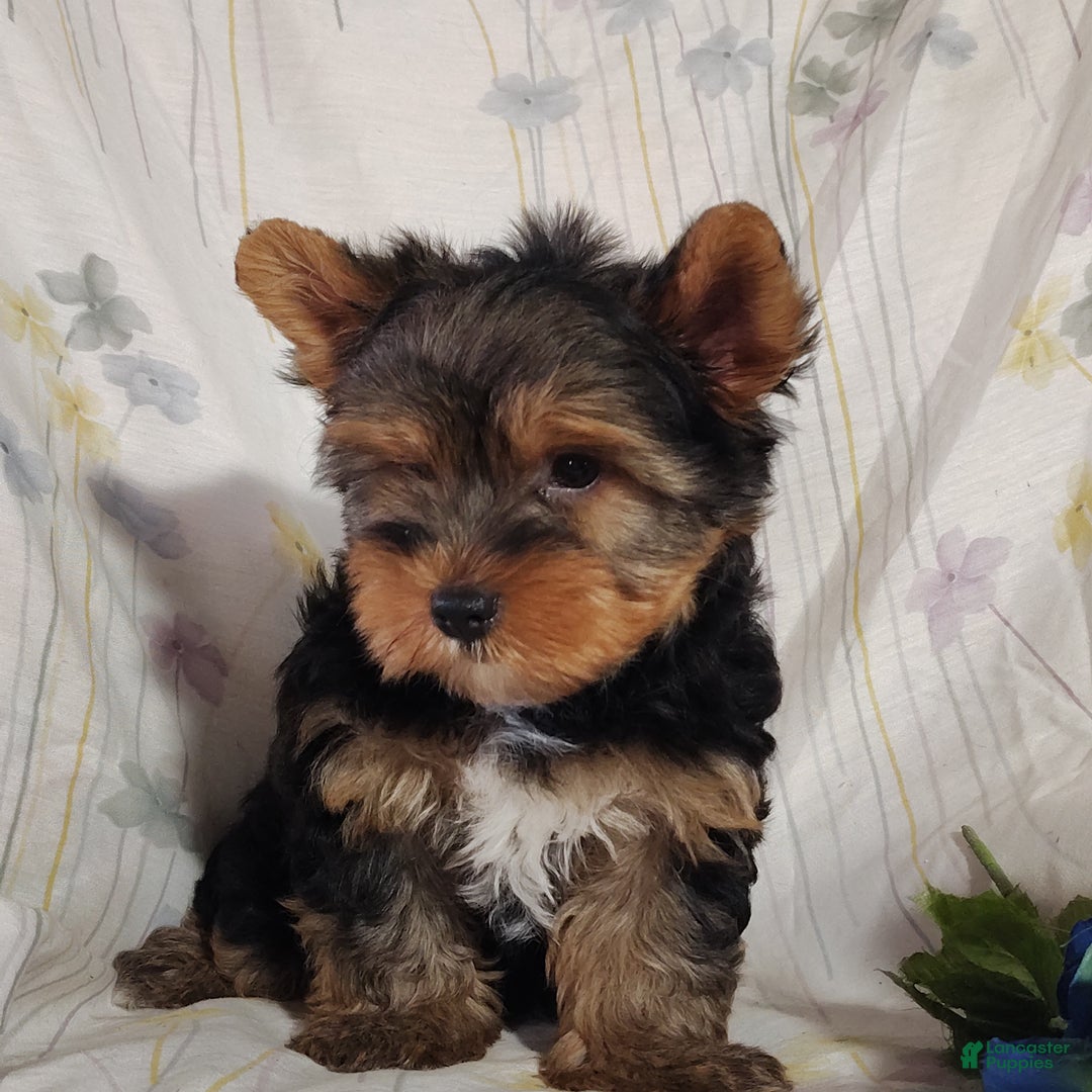 Yorkshire Terrier dogs for sale: Robbie - Ad 5