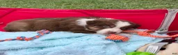 Australian Shepherd dogs for sale: Chubbie - Ad 5