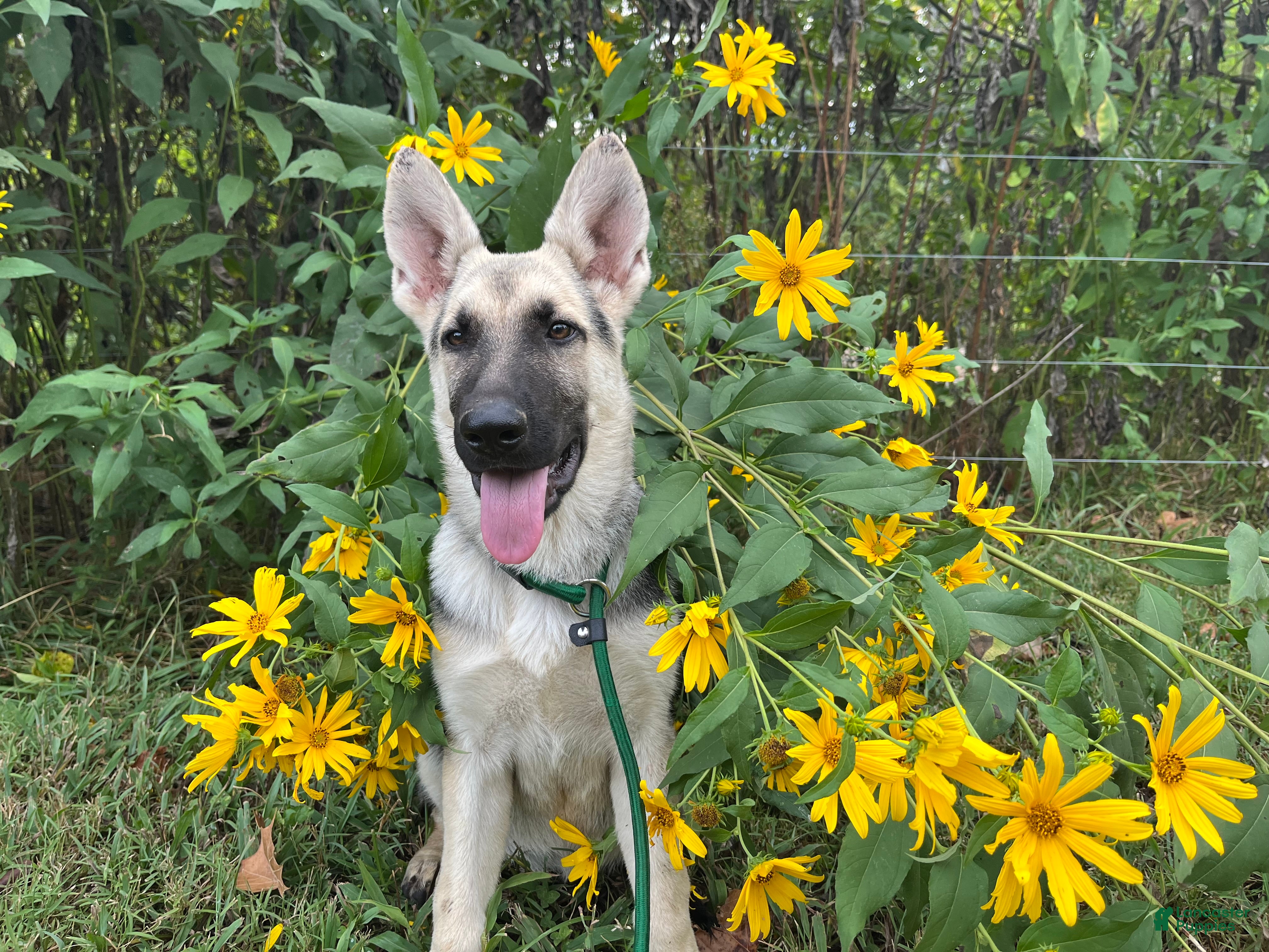 German Shepherd dogs Meadow - Ad 36