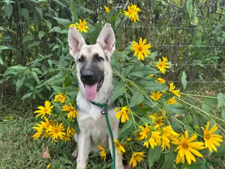German Shepherd dogs Meadow - Ad 36