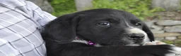 Mixed Breed dogs for sale: Brinley - Ad 3