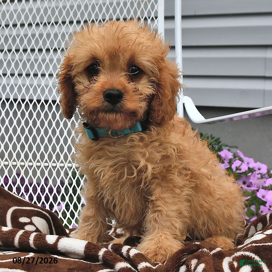 Cavapoo dogs for sale: Curtis - Ad 1