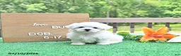 Maltese dogs for sale: Buster - Ad 4