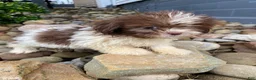 Shih Tzu dogs for sale: Betty - Ad 11
