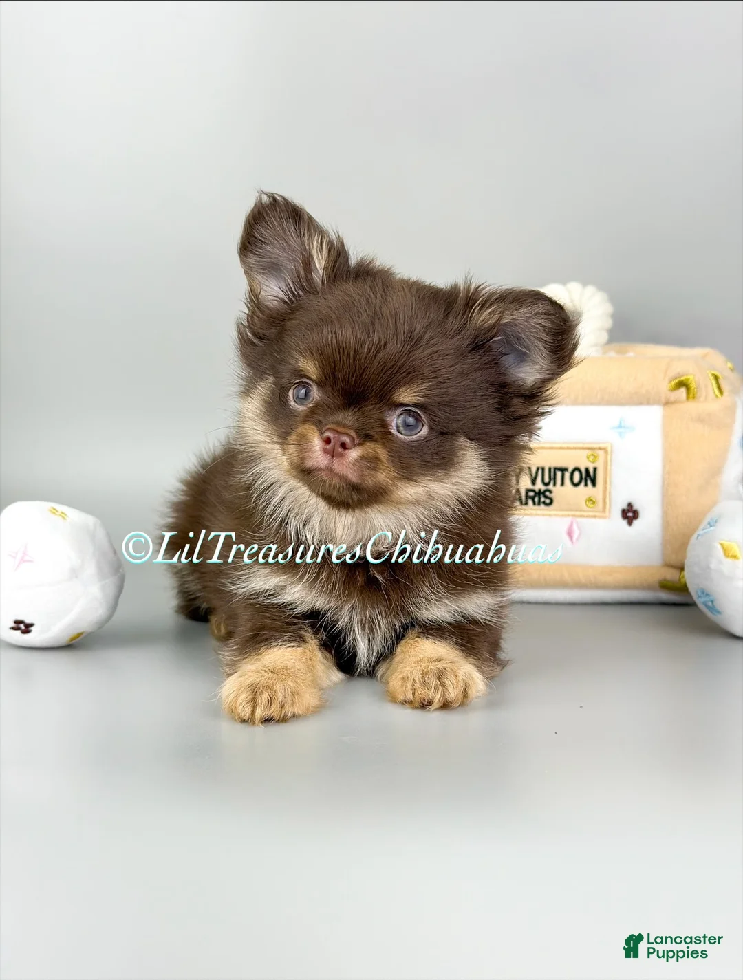 Chihuahua dogs for sale: Harvey - Ad 1