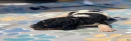 Standard Poodle dogs for sale: Aspen - Ad 13