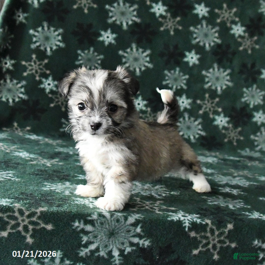 Mixed Breed dogs for sale: Tiny - Ad 2