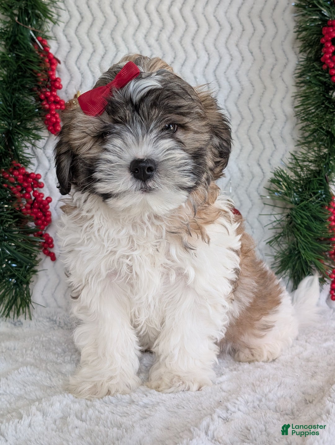 Teddy Bear dogs for sale: Kody - Ad 8