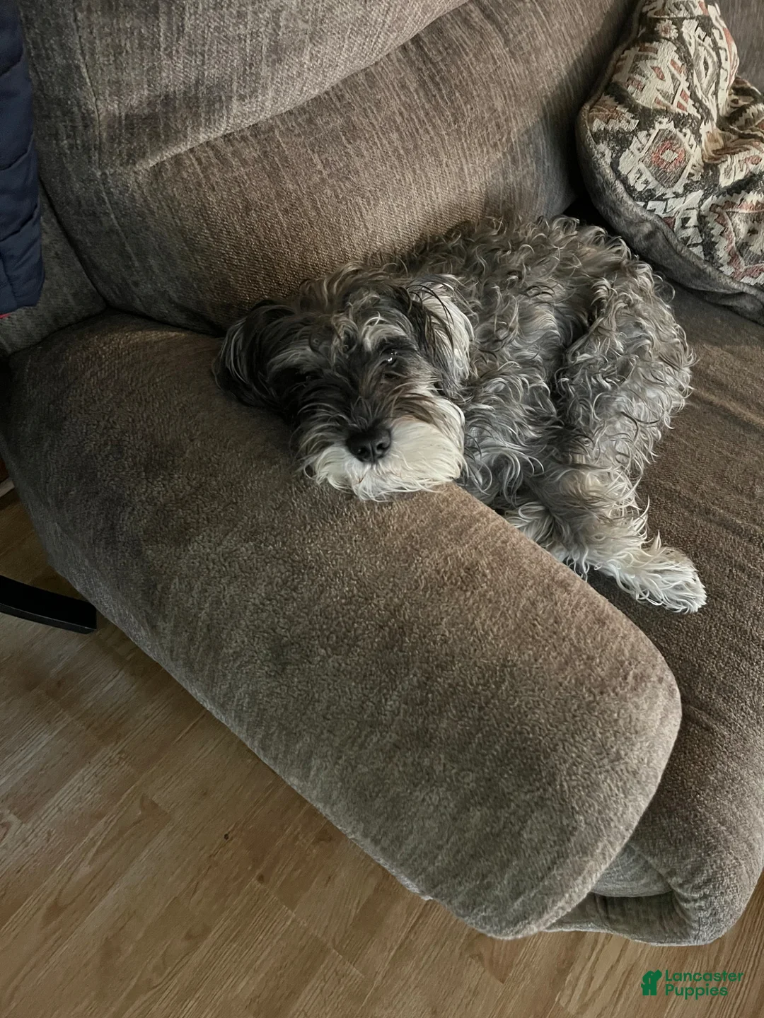 Miniature Schnauzer dogs for sale: Miniature Schnauzer Puppy 1 - Ad 5