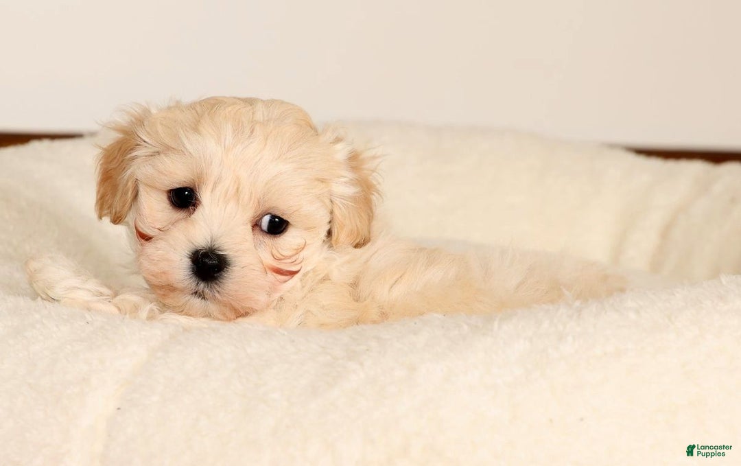 Maltipoo dogs for sale: Benny - Ad 7