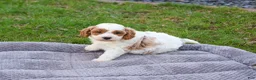 Cavapoo dogs for sale: Stellan  - Ad 6
