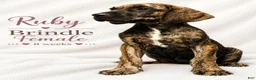 Great Dane dogs for sale: Ruby - Ad 2