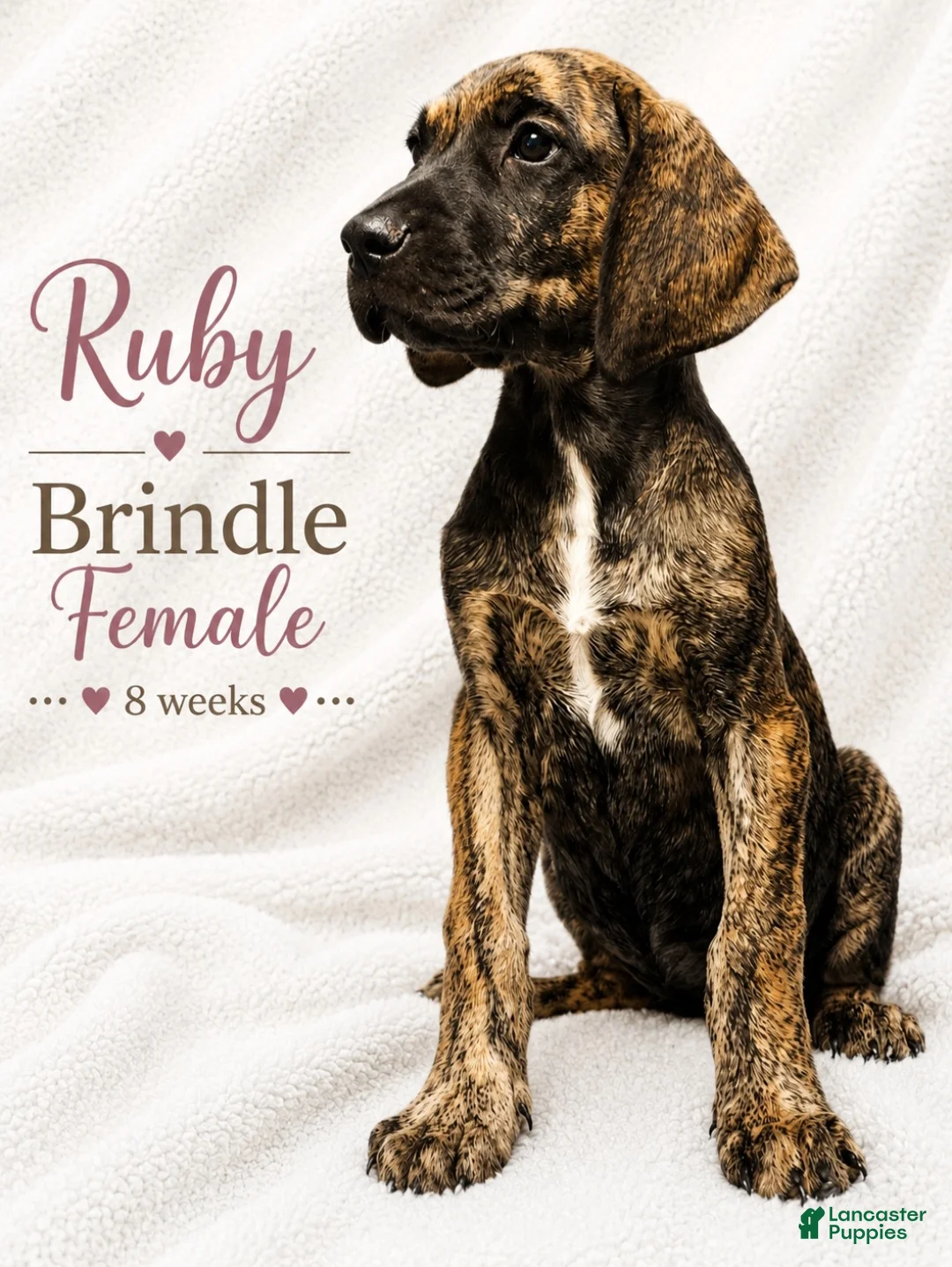Great Dane dogs for sale: Ruby - Ad 2