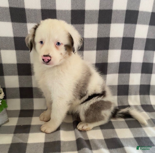 Australian Shepherd dogs Sasha - Ad 2