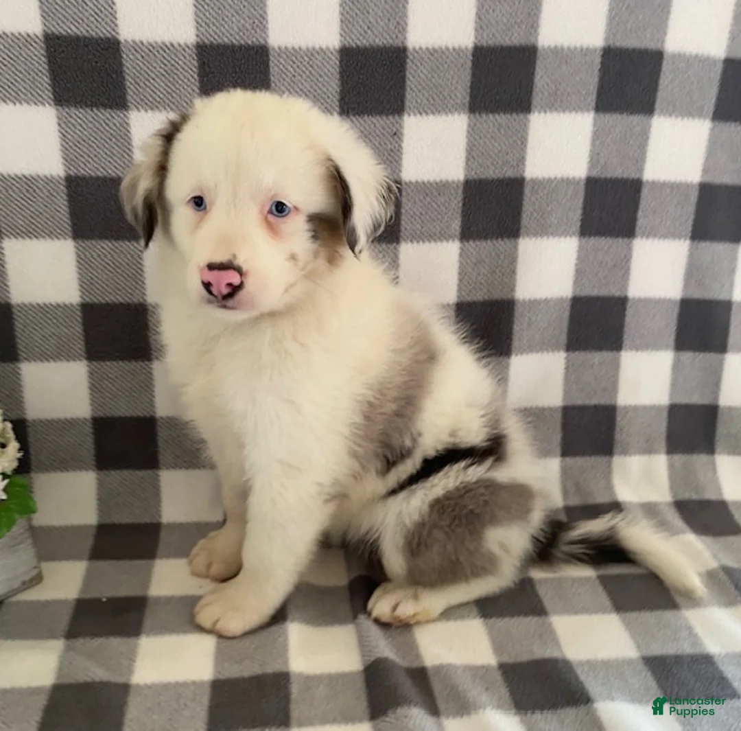 Australian Shepherd dogs for sale: Sasha - Ad 2