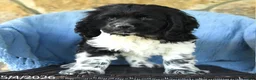 Cocker Spaniel dogs for sale: Martin  - Ad 3