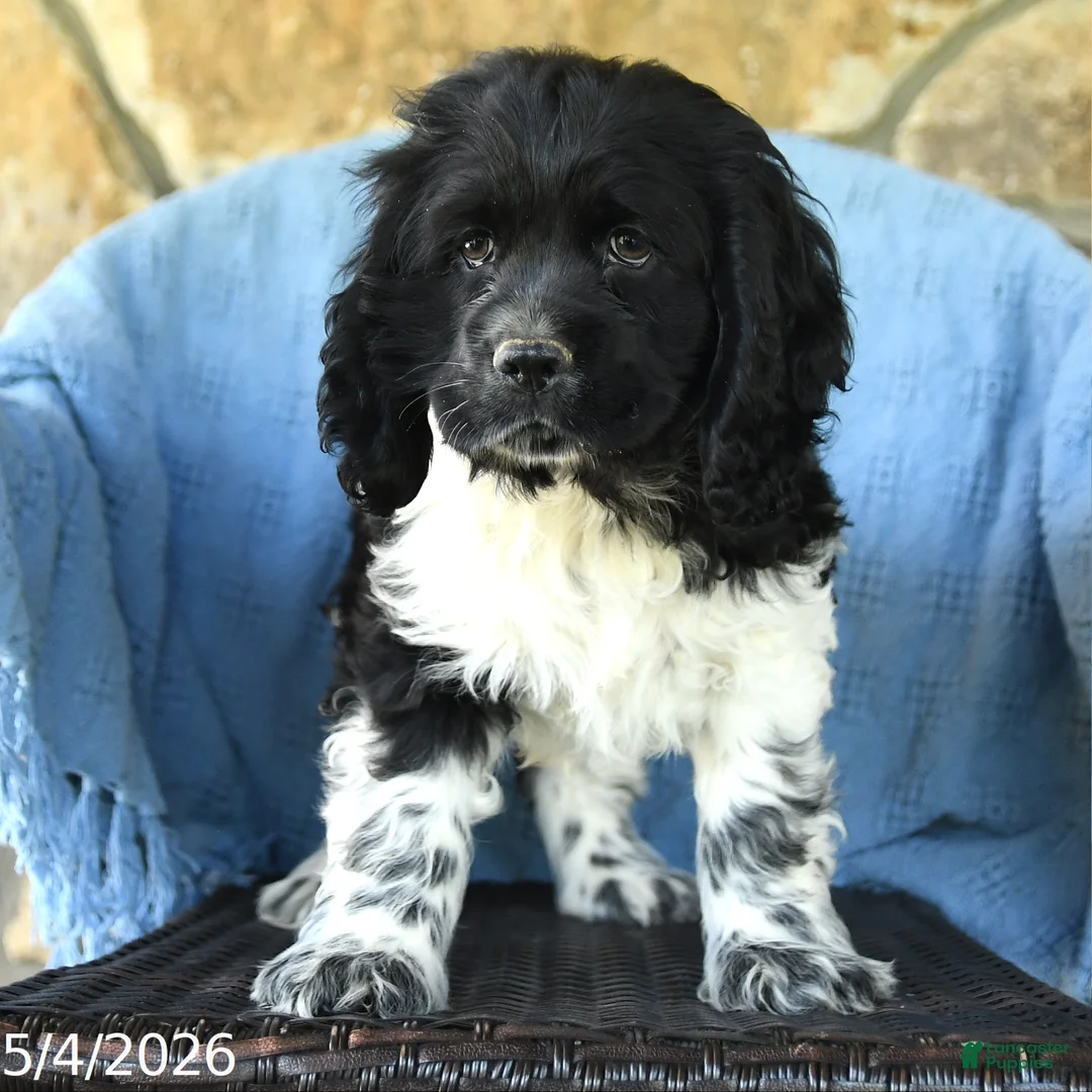Cocker Spaniel dogs for sale: Martin  - Ad 3