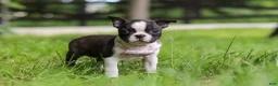 Boston Terrier dogs for sale: Delilah - Ad 5
