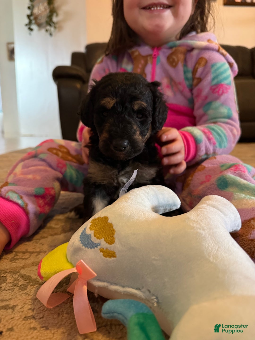 Aussiedoodle dogs for sale: Lizzy - Ad 8