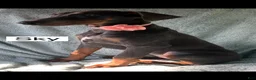 Doberman Pinscher dogs for sale: Sky - Ad 5