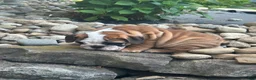 English Bulldog dogs for sale: Karl - Ad 4