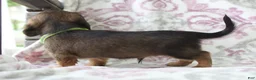 Miniature Dachshund dogs for sale: Chocolate - Ad 4