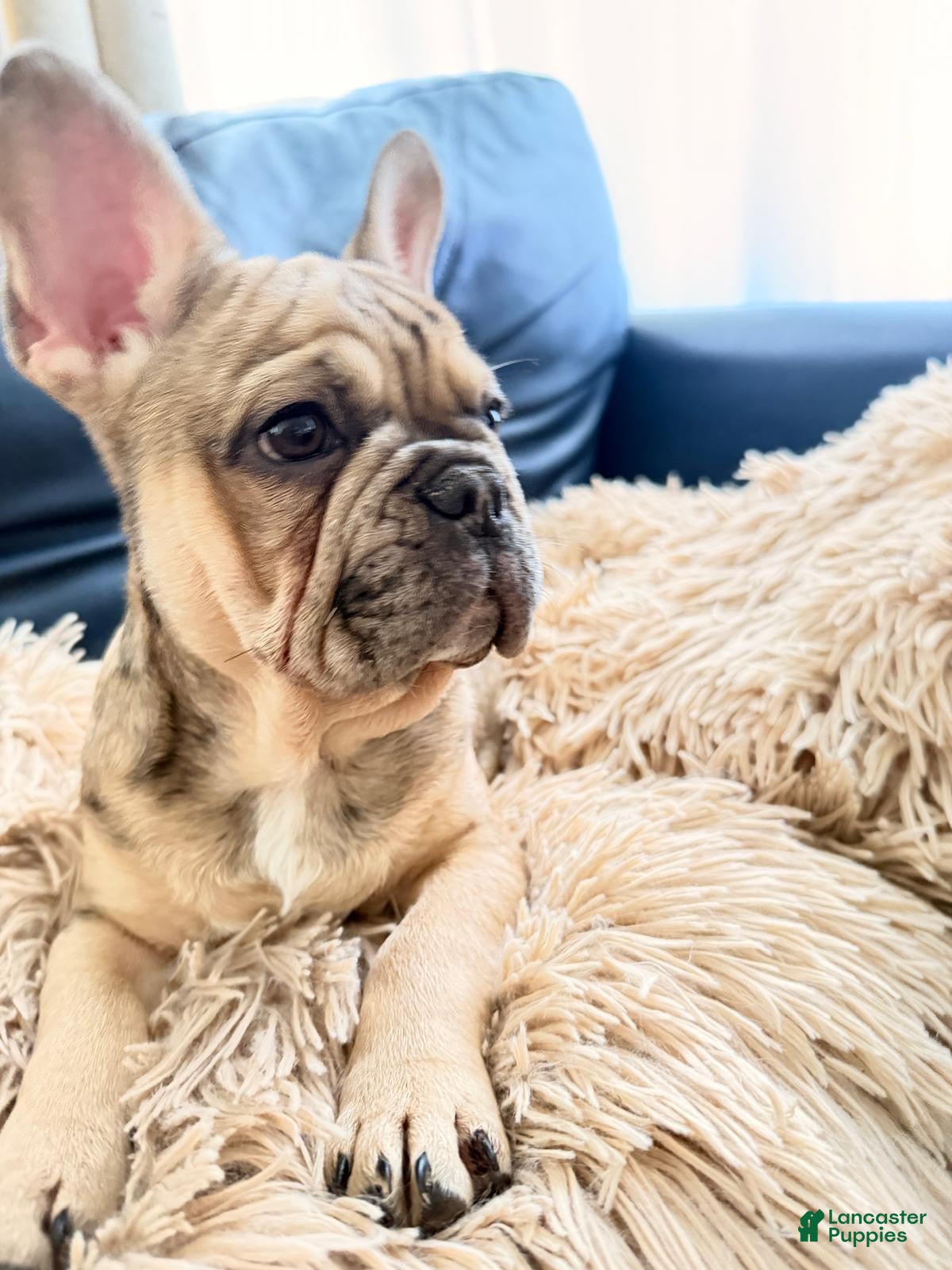 French Bulldog dogs French Bulldog Puppy - Ad 1
