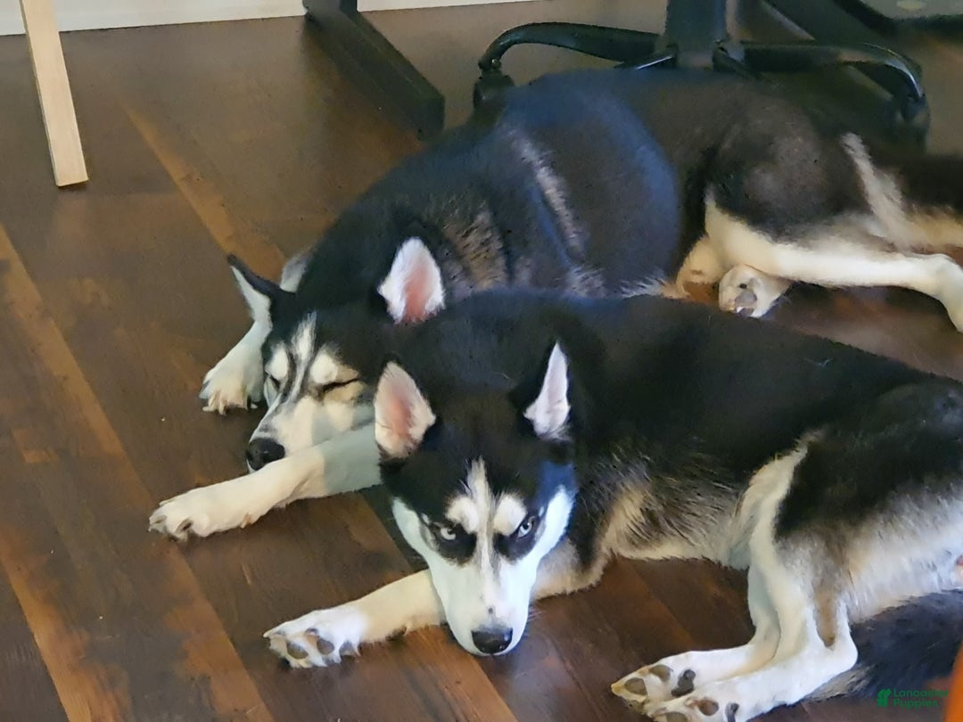 Siberian Husky dogs for sale: Panda - Ad 10