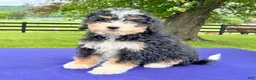 Bernedoodle dogs for sale: Natalie - Ad 4