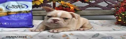 French Bulldog dogs for sale: Willow - Ad 3