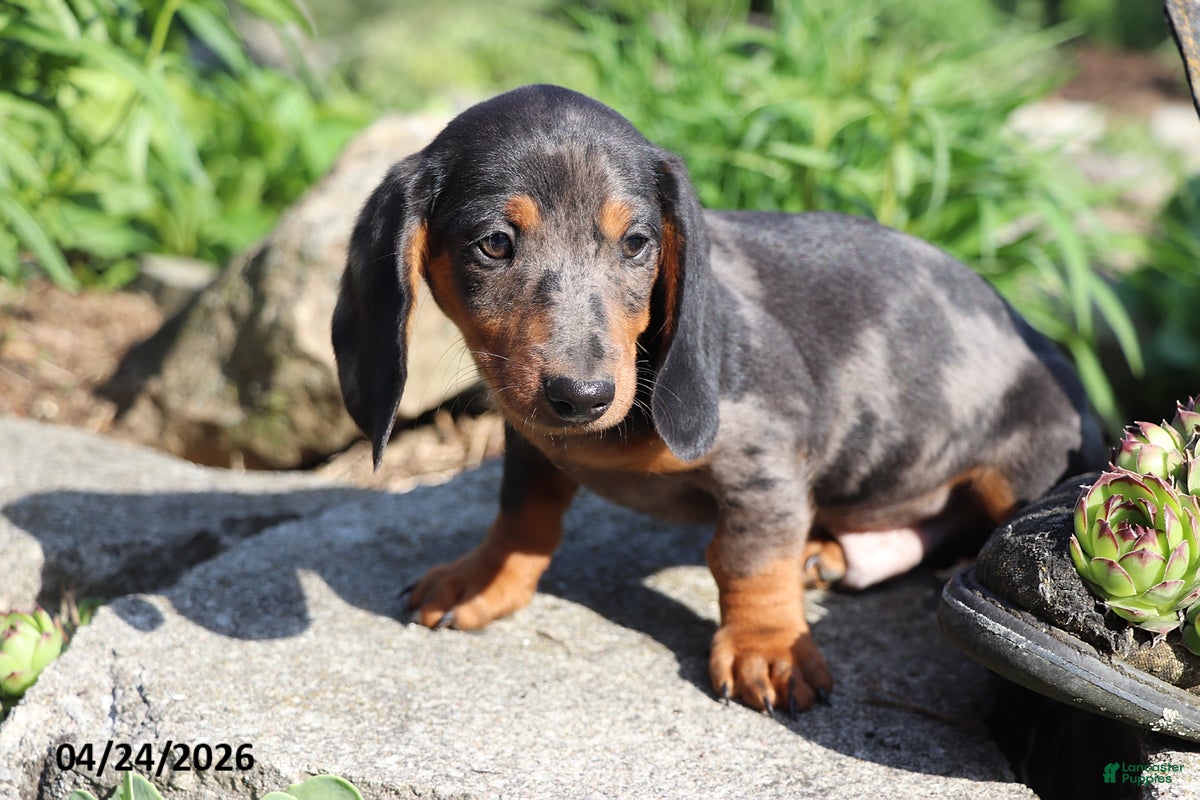 Miniature Dachshund dogs Parker - Ad 2
