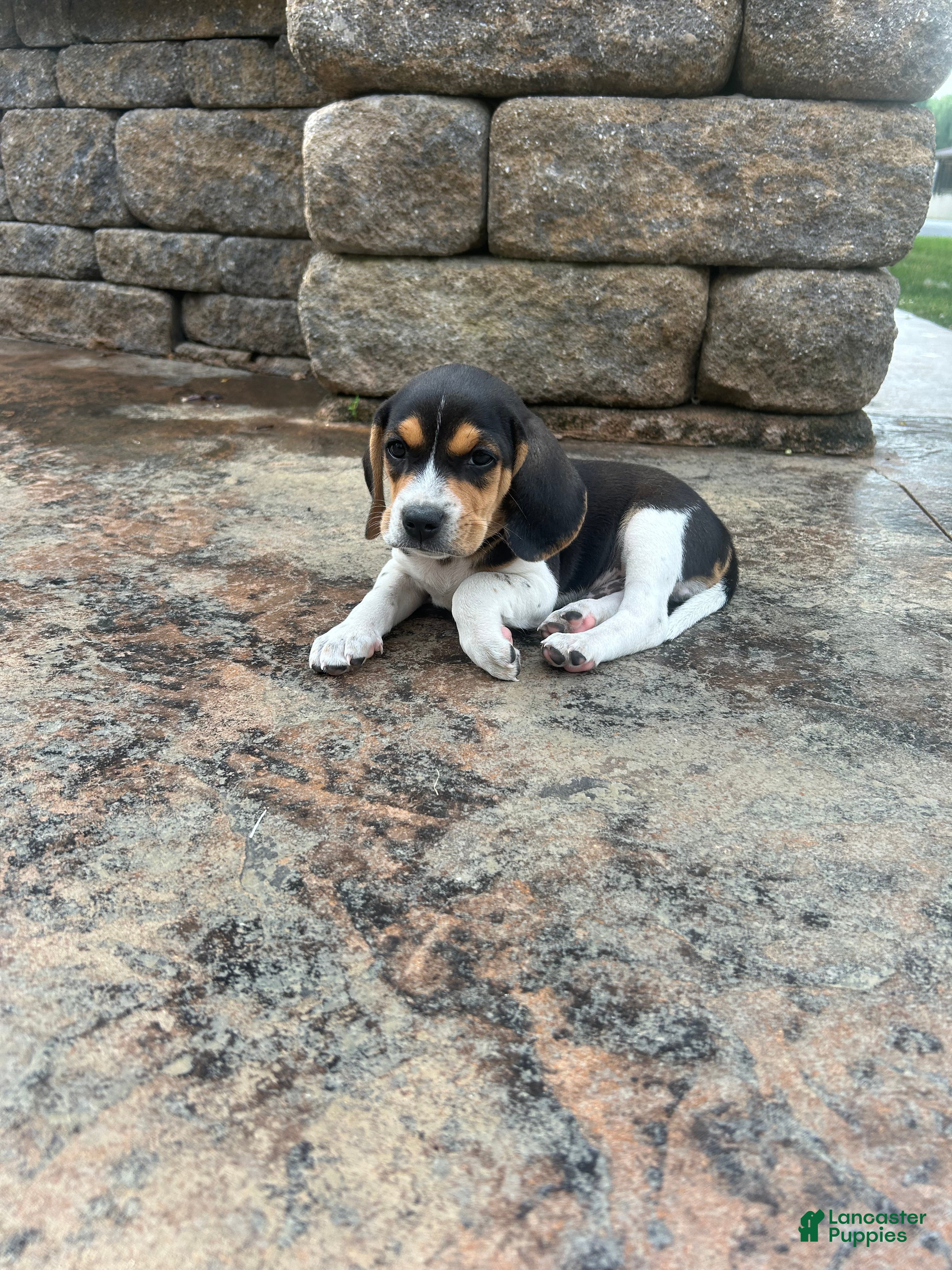Beagle dogs Everest - Ad 27