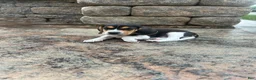 Beagle dogs for sale: Everest - Ad 1