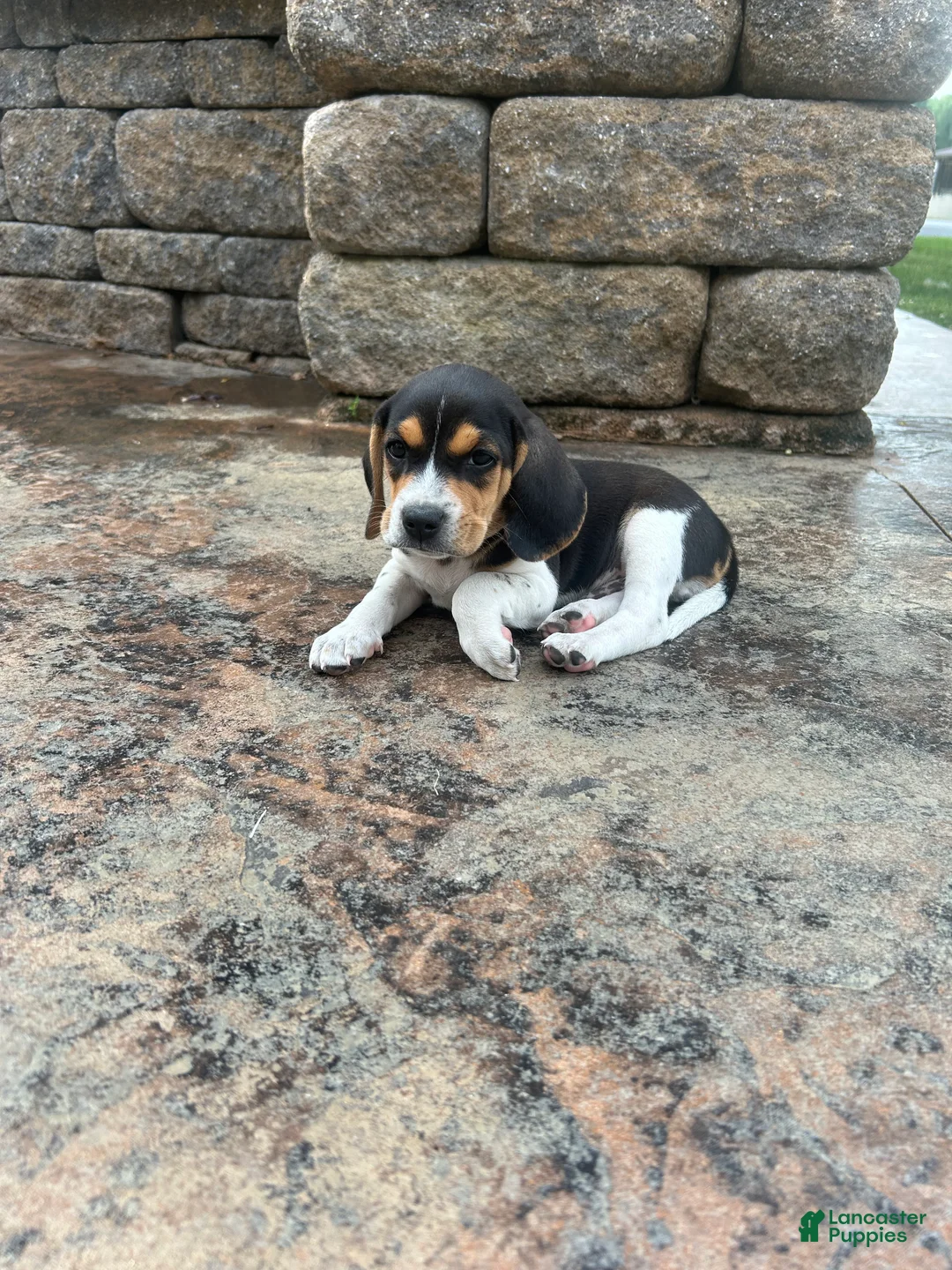 Beagle dogs for sale: Everest - Ad 1