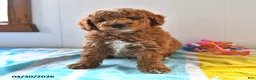 Mini Goldendoodle dogs for sale: Rocky - Ad 1