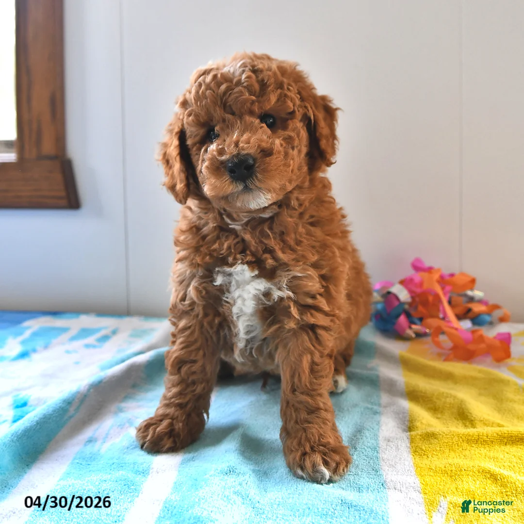 Mini Goldendoodle dogs for sale: Rocky - Ad 1