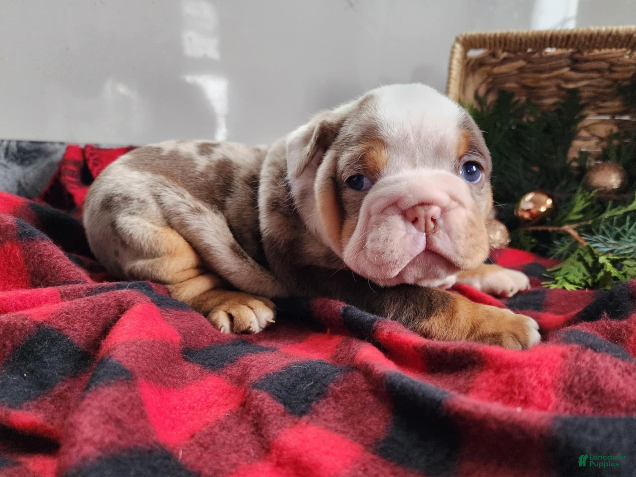 English Bulldog dogs Forrest - Ad 26