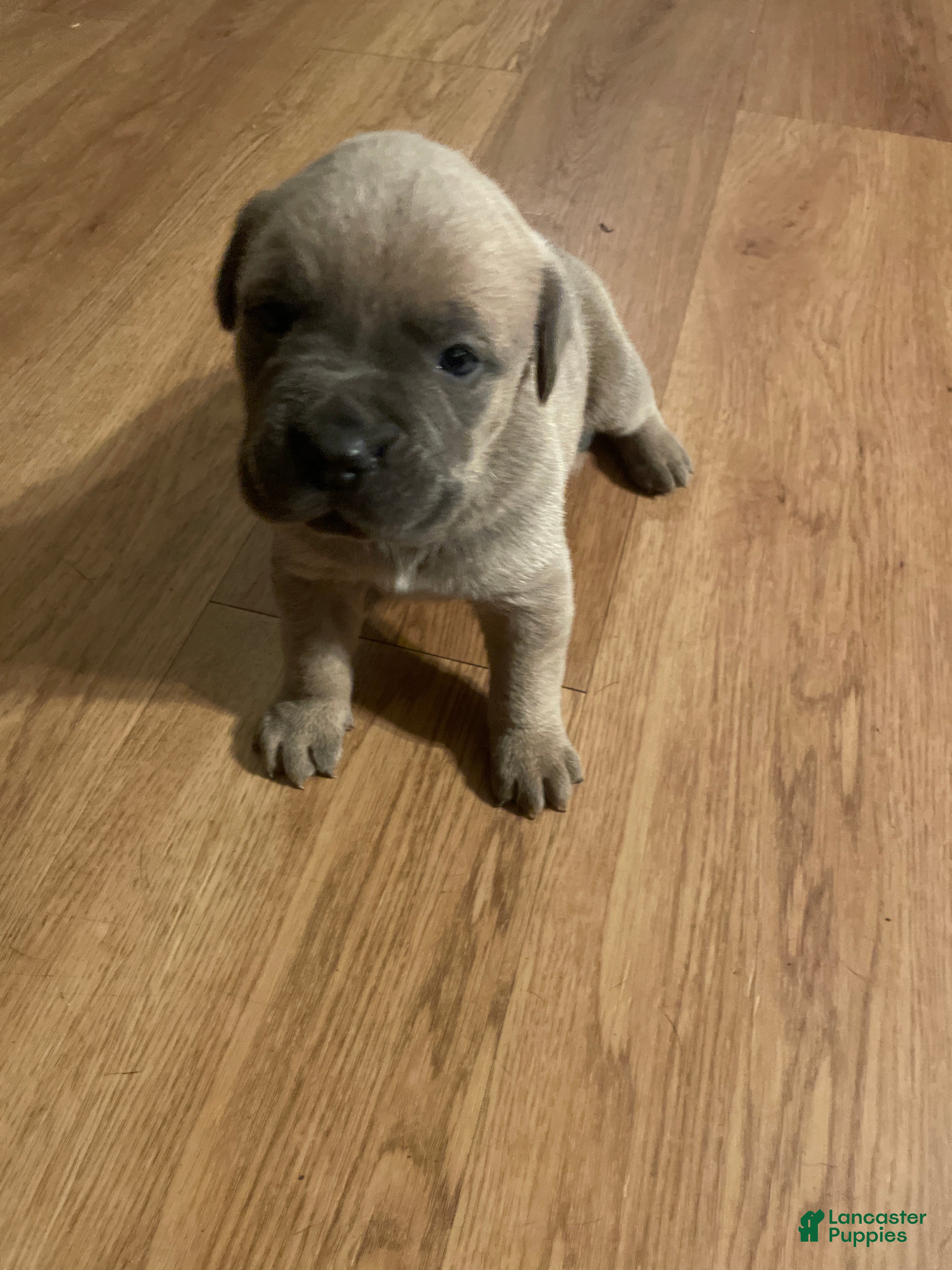 Cane Corso dogs Cane Corso 1 - Ad 42