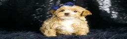 Maltipoo dogs for sale: Finley - Ad 5