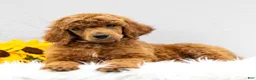 Standard Poodle dogs for sale: Michael  - Ad 4