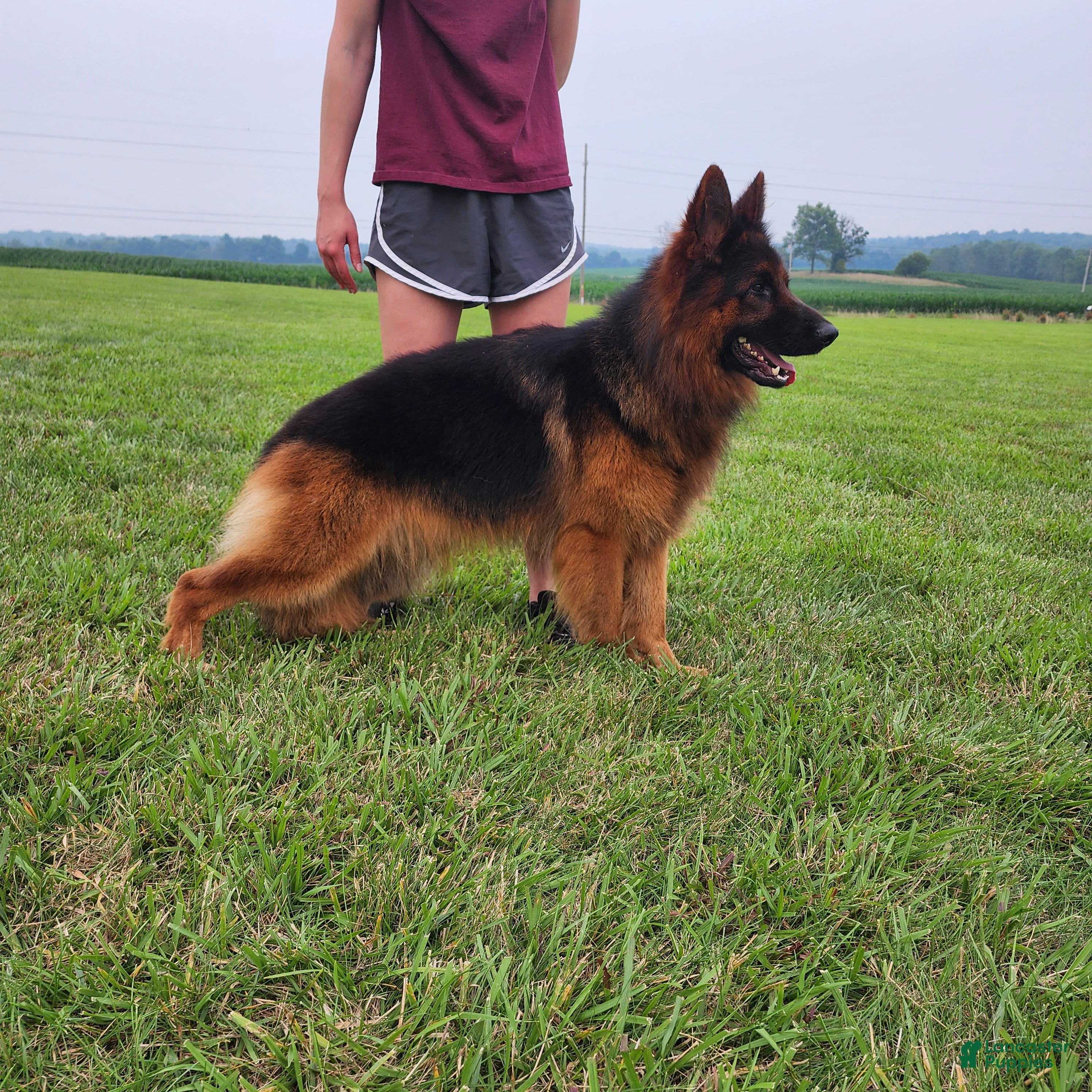 German Shepherd dogs German Shepherd 5 - Ad 39