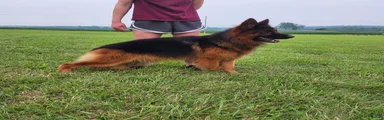 German Shepherd 5